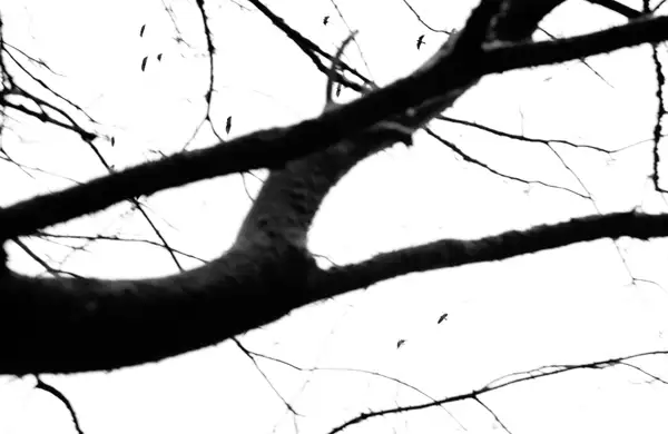 black and white photo of a tree branch