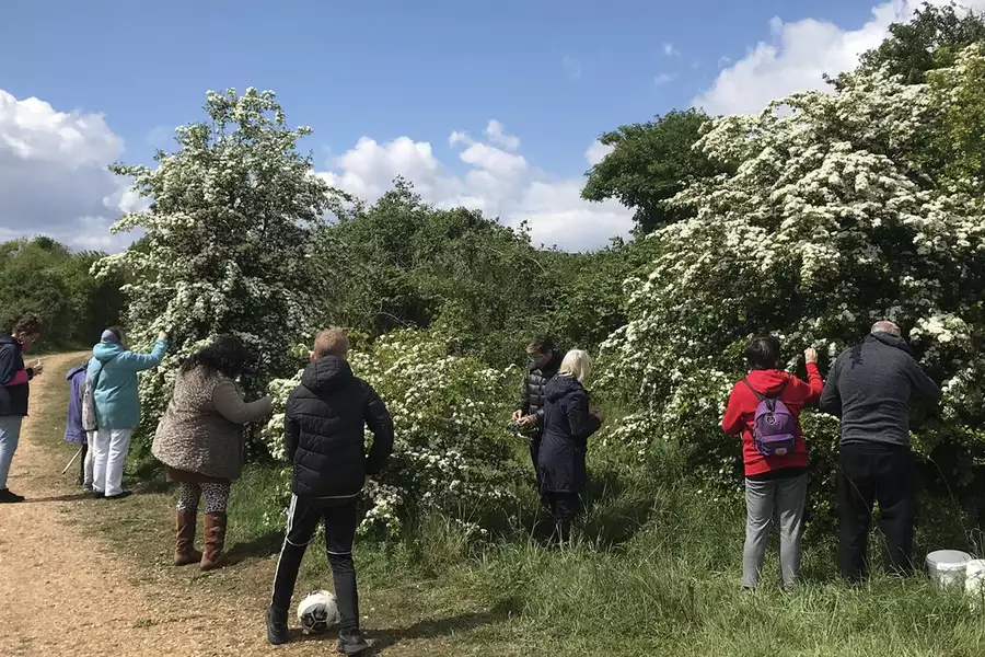 People picking fruit from a tree