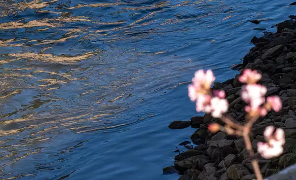 A picture of the sea with a cherry blossom flower placed to the right slightly out of focus
