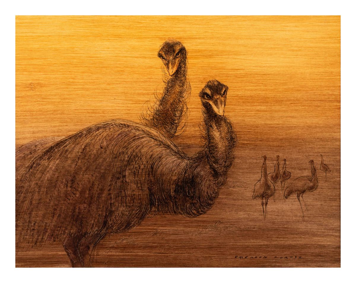 Image of Emus