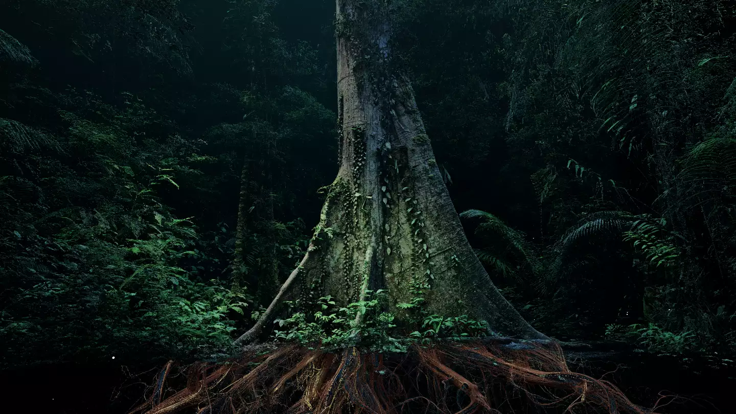 The base of a tree in a forest floor showing the root systems beneath the soil