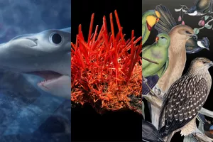 Three panels, each with a close up of a Hammerhead Shark, a red Crocoite mineral, and an owl