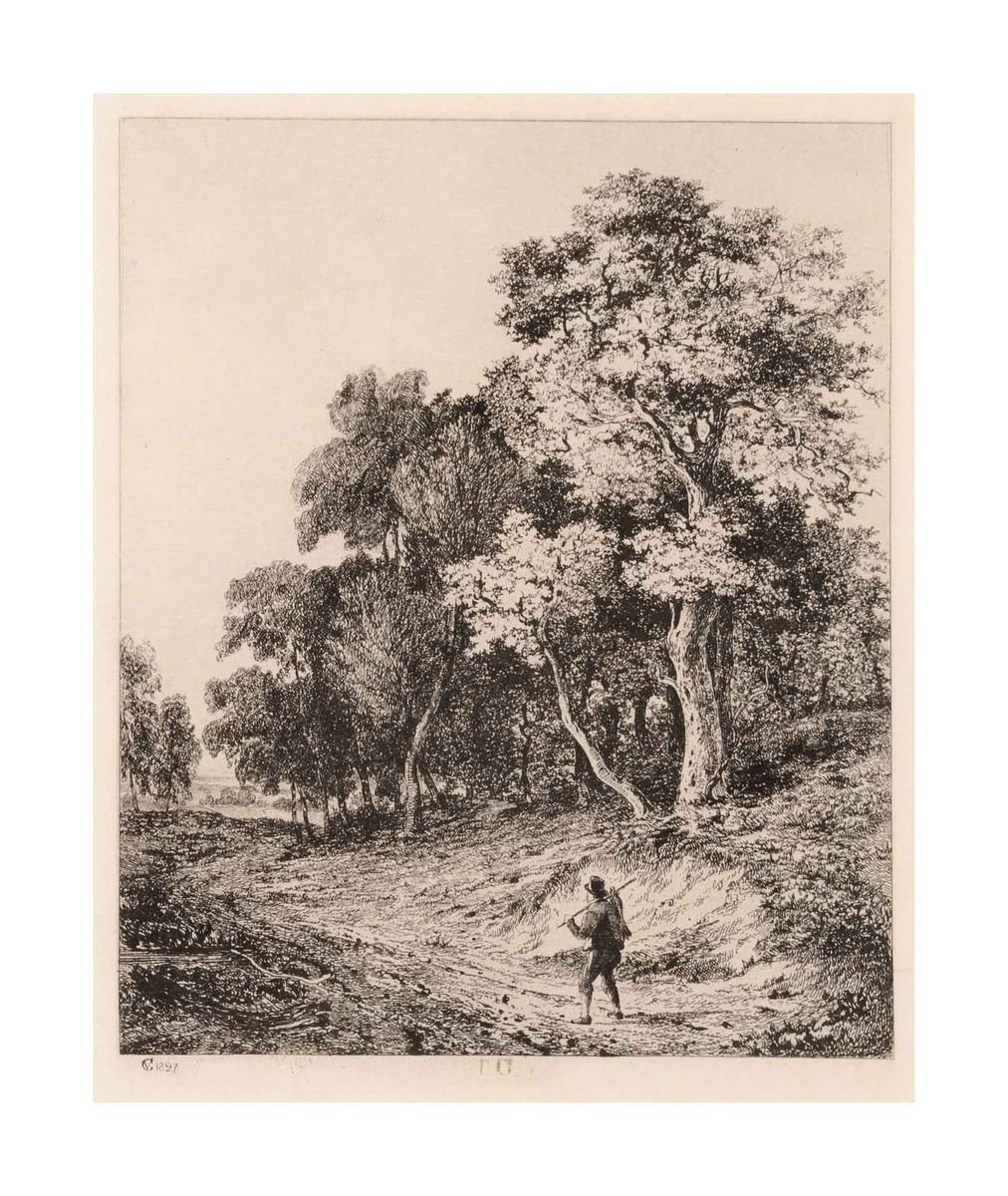 Image of A woody landscape