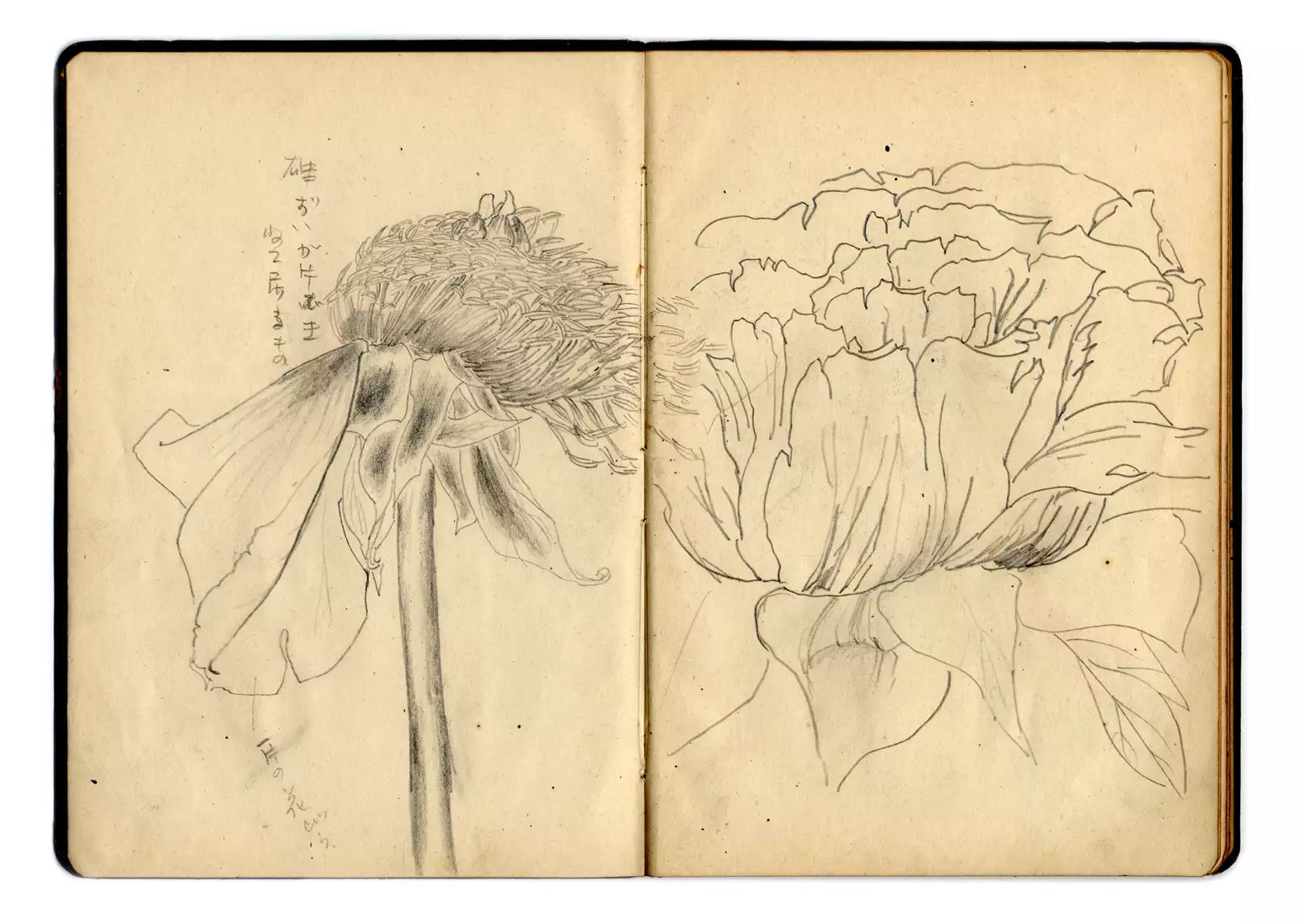 Flower sketches by Yayoi Kusama