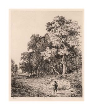 Image of A woody landscape
