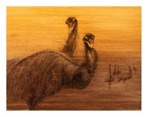 Image of Emus