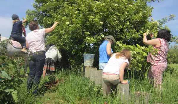People picking fruit from a tree