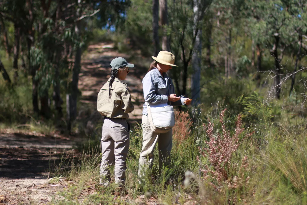 Two people in outdoor attire and hats stand on a bushland path examining plants. One person is holding a smartphone.