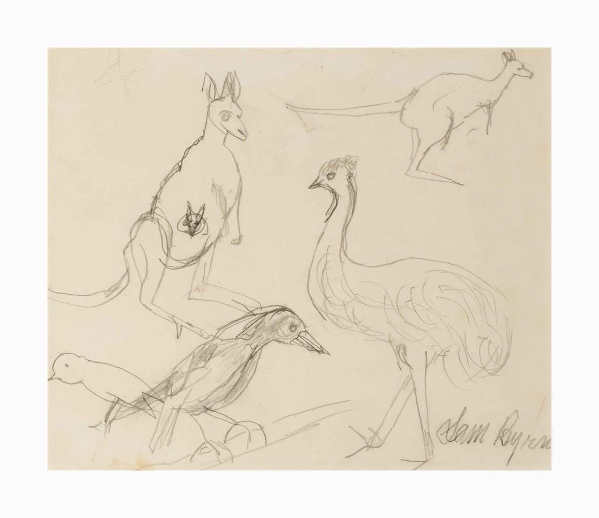 Image of Australian animals